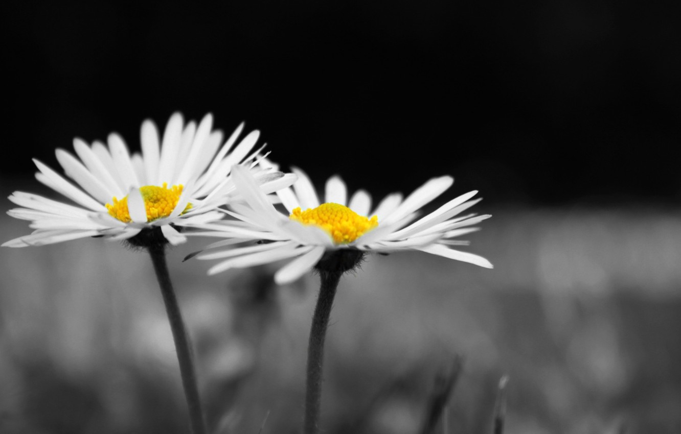 Black And White Daisy Wallpapers