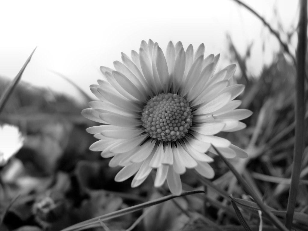 Black And White Daisy Wallpapers