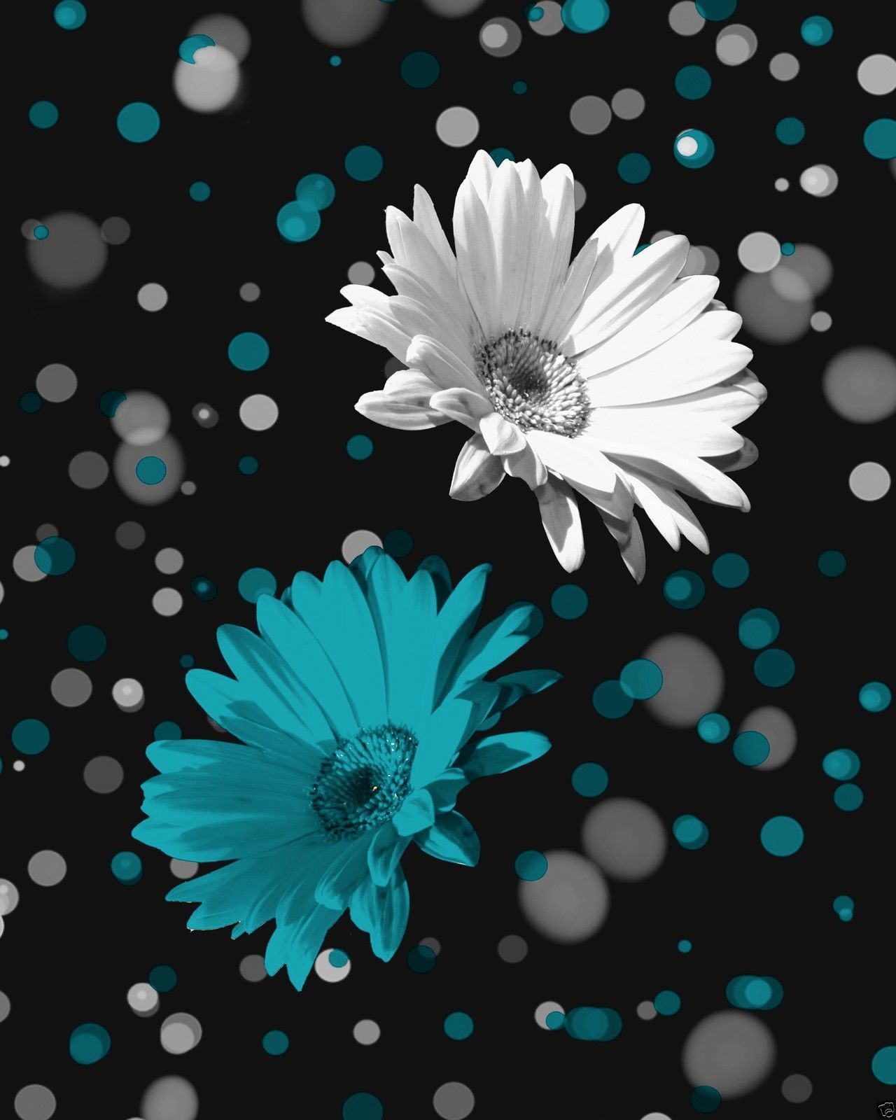 Black And White Daisy Wallpapers