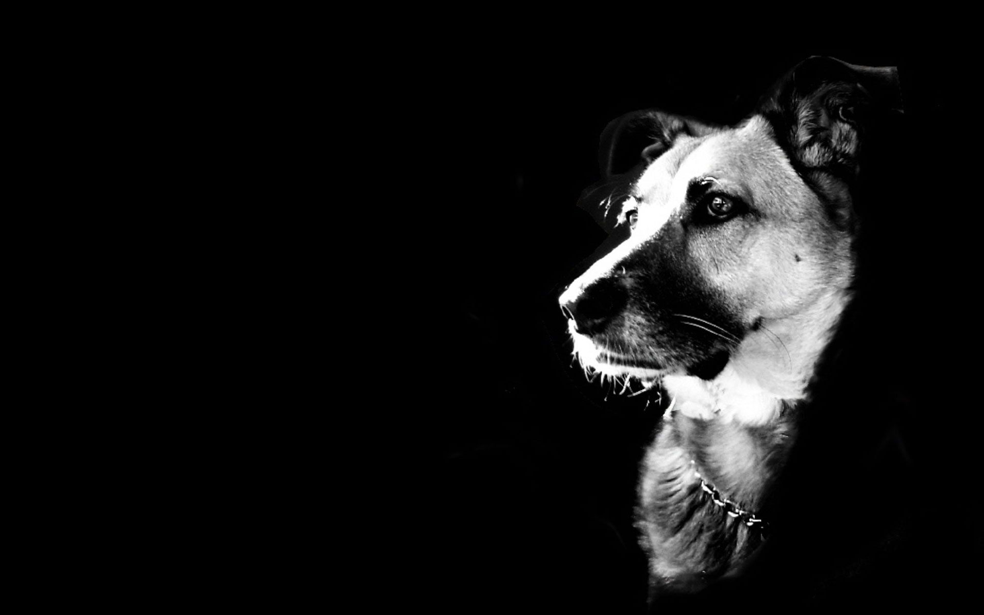 Black And White Dog Wallpapers