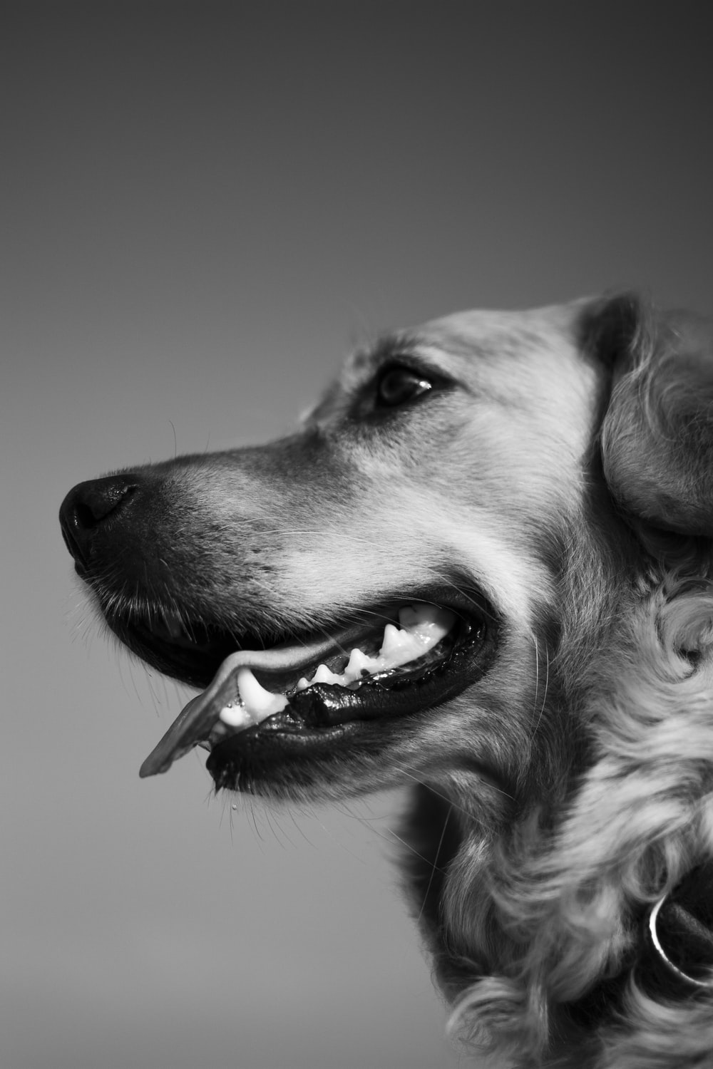 Black And White Dog Wallpapers