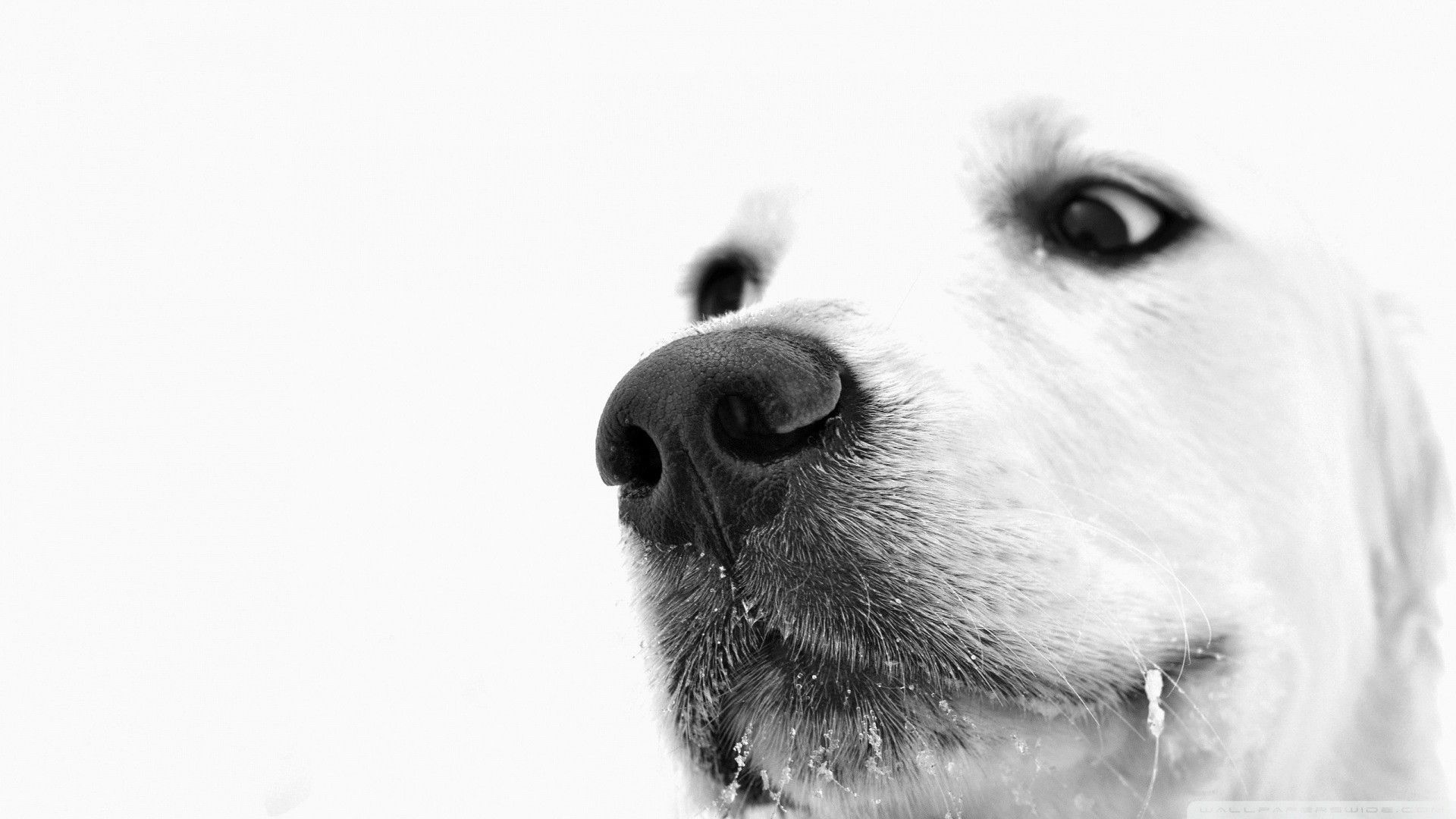 Black And White Dog Wallpapers