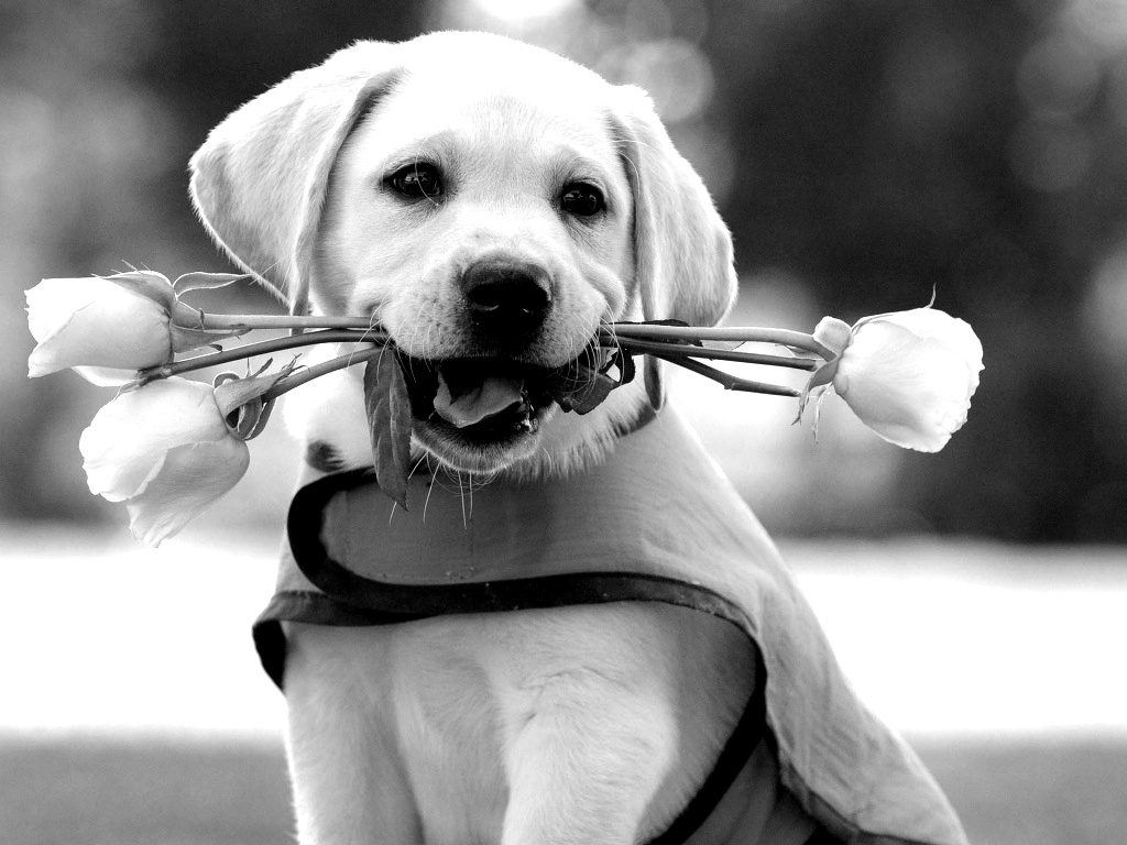 Black And White Dog Wallpapers