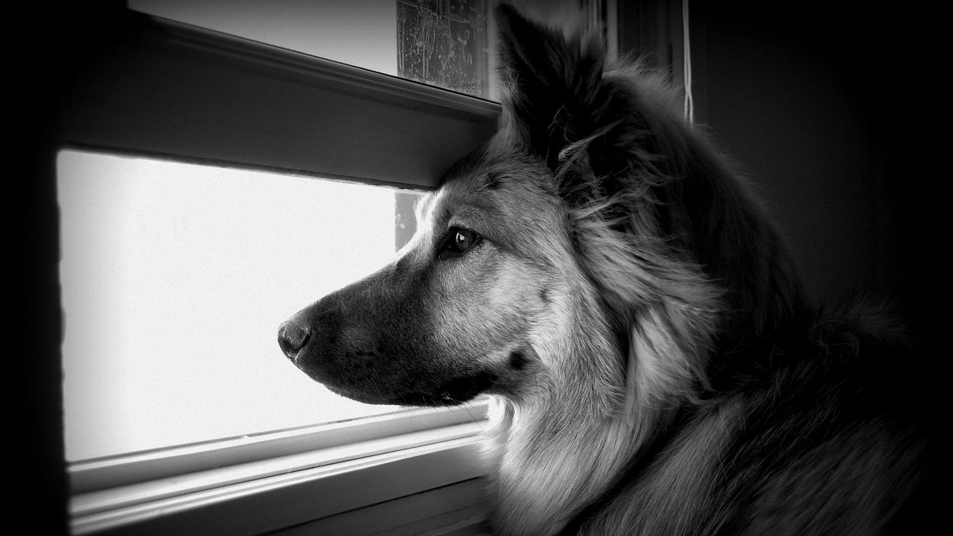 Black And White Dog Wallpapers