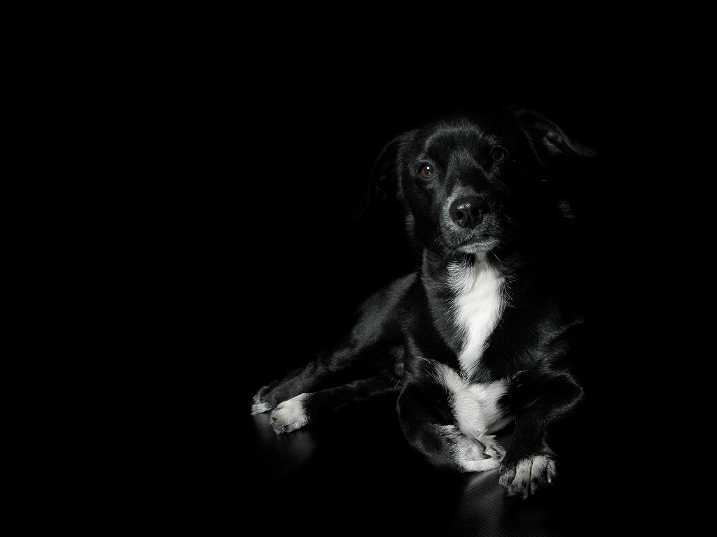 Black And White Dog Wallpapers