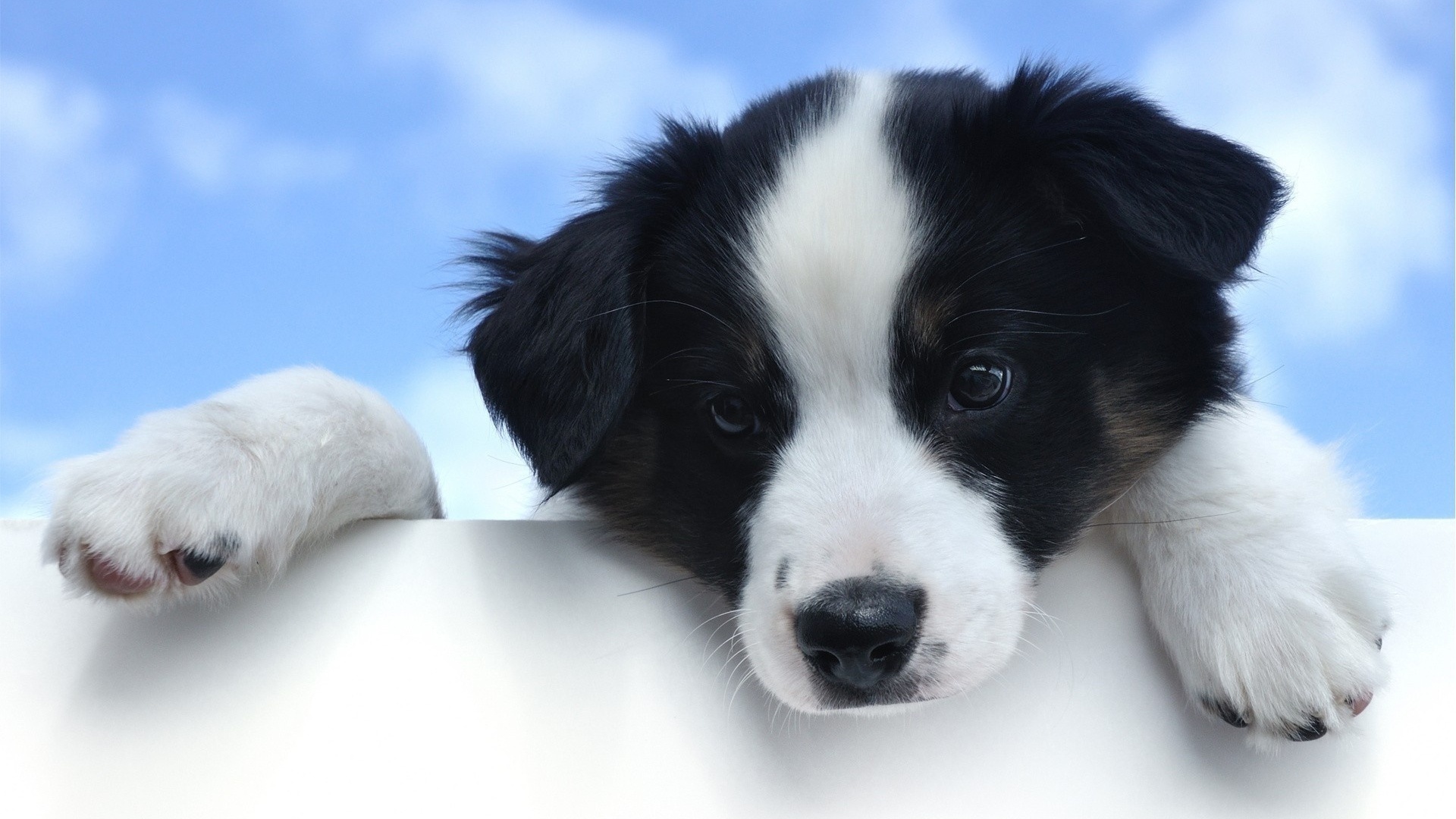 Black And White Dog Wallpapers