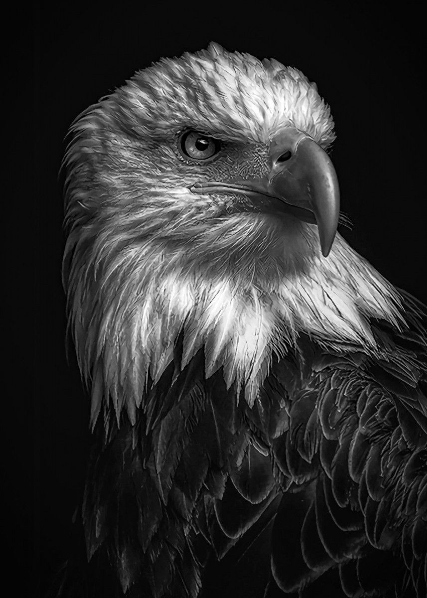 Black And White Eagle Pictures Wallpapers