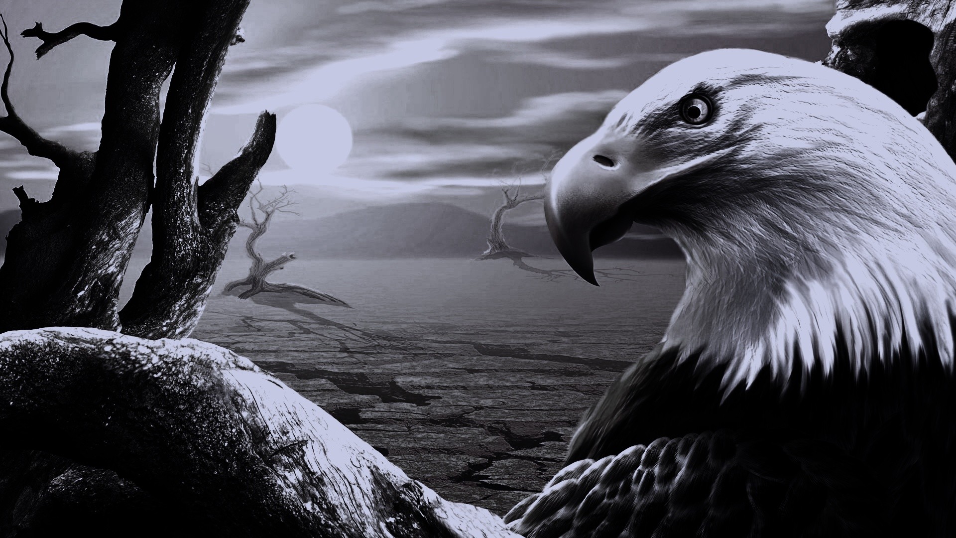 Black And White Eagle Pictures Wallpapers