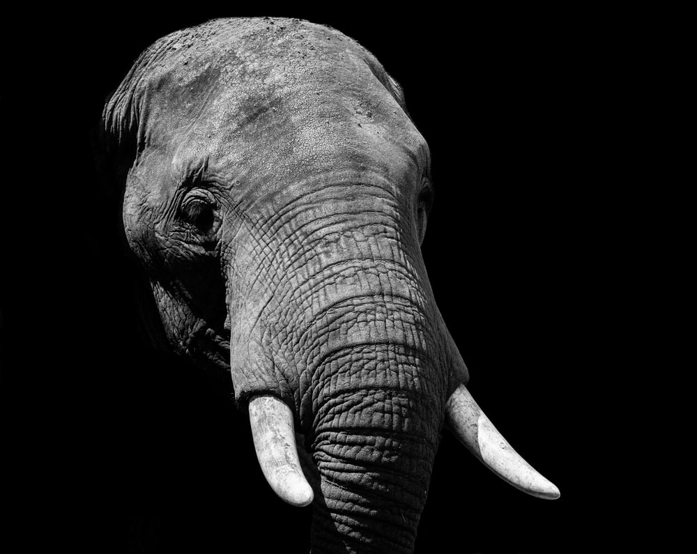 Black And White Elephant Wallpapers