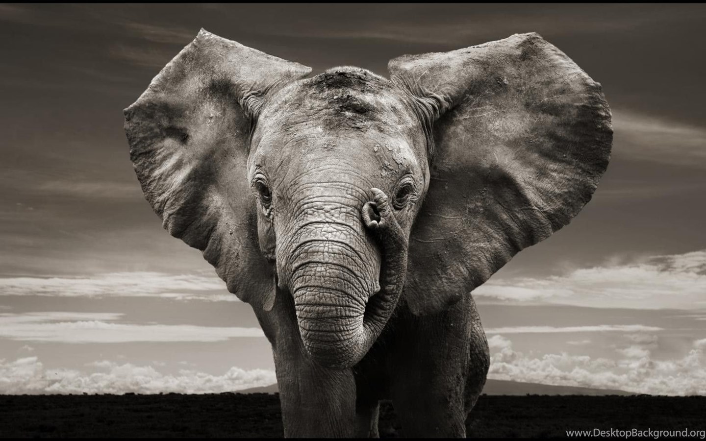 Black And White Elephant Wallpapers