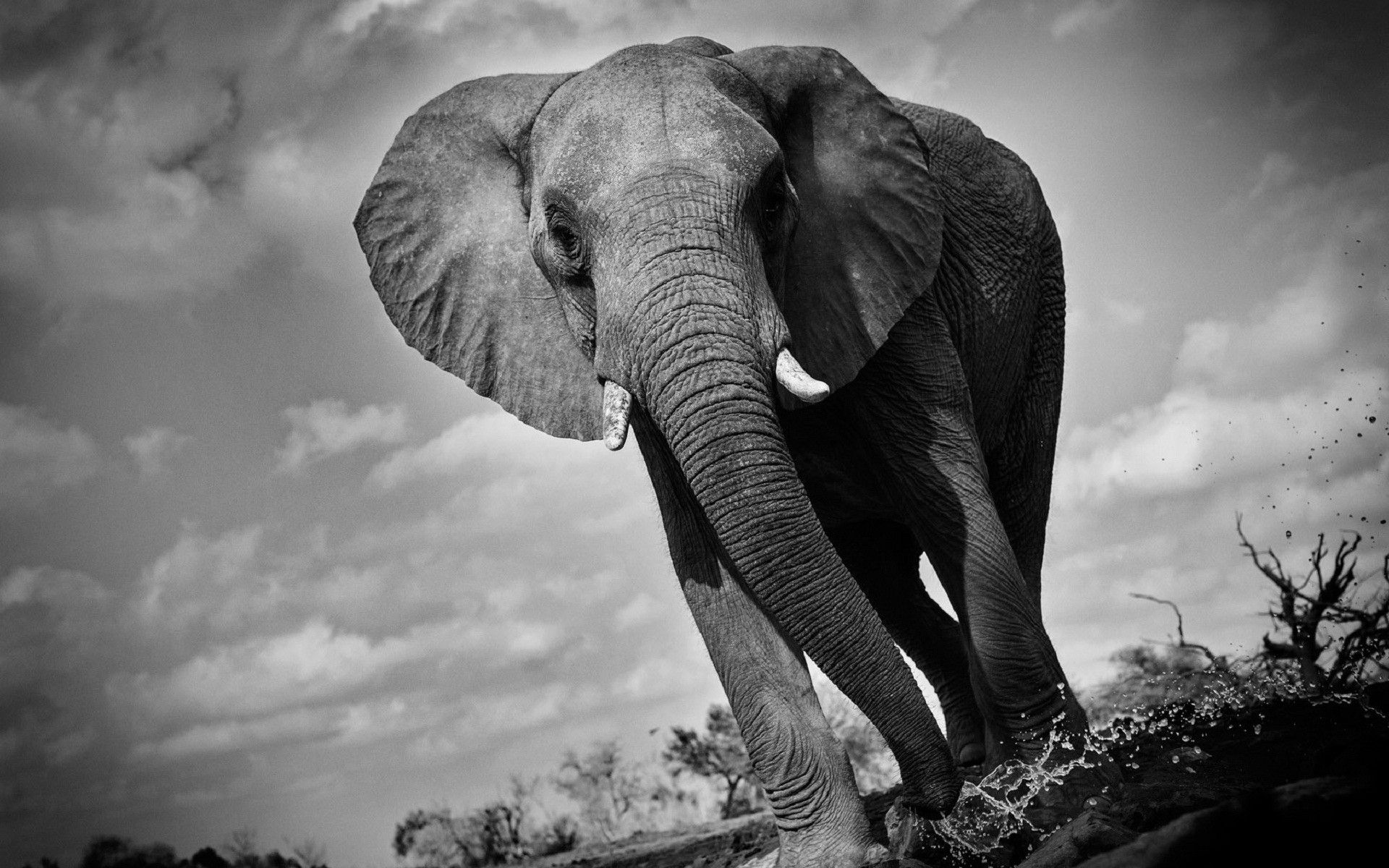 Слон на заставку телефона. Фотограф Дэвид Ярроу: «Дикие встречи». Себастьян Сальгадо слоны. Африканский слон. Красивый слон.