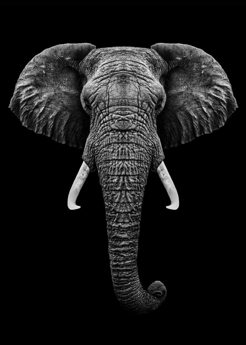 Black And White Elephant Wallpapers