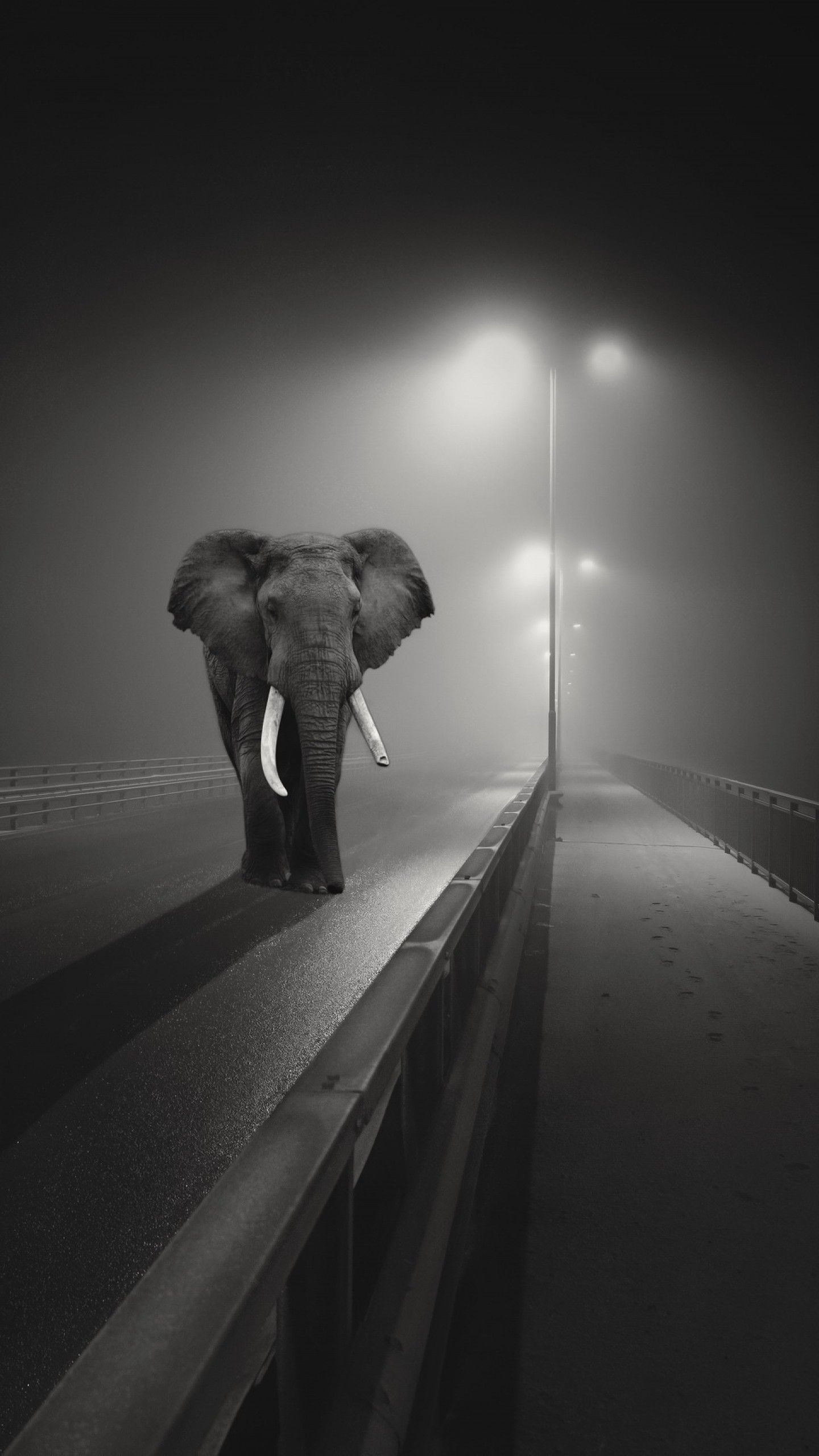 Black And White Elephant Wallpapers