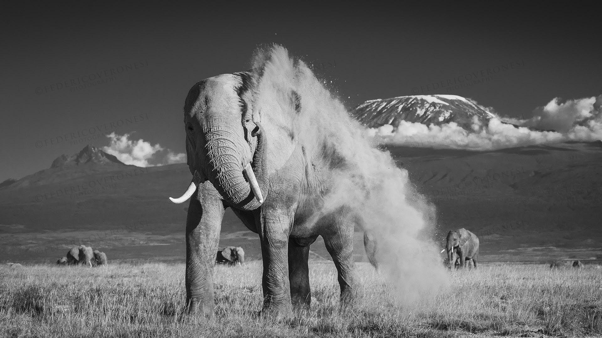 Black And White Elephant Wallpapers