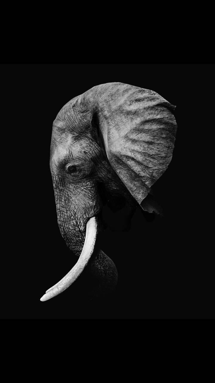 Black And White Elephant Wallpapers