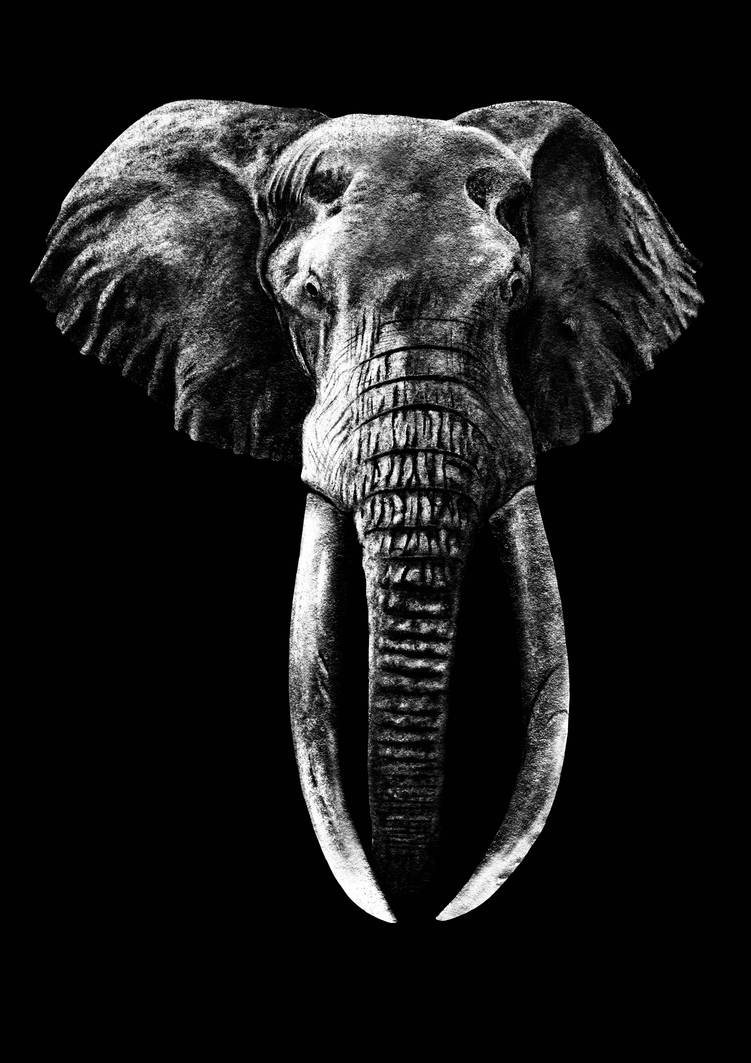 Black And White Elephant Wallpapers