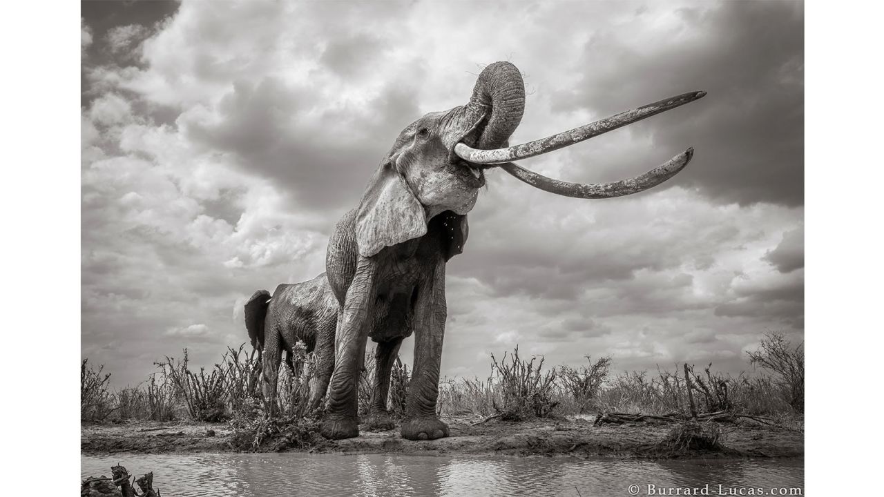 Black And White Elephant Wallpapers