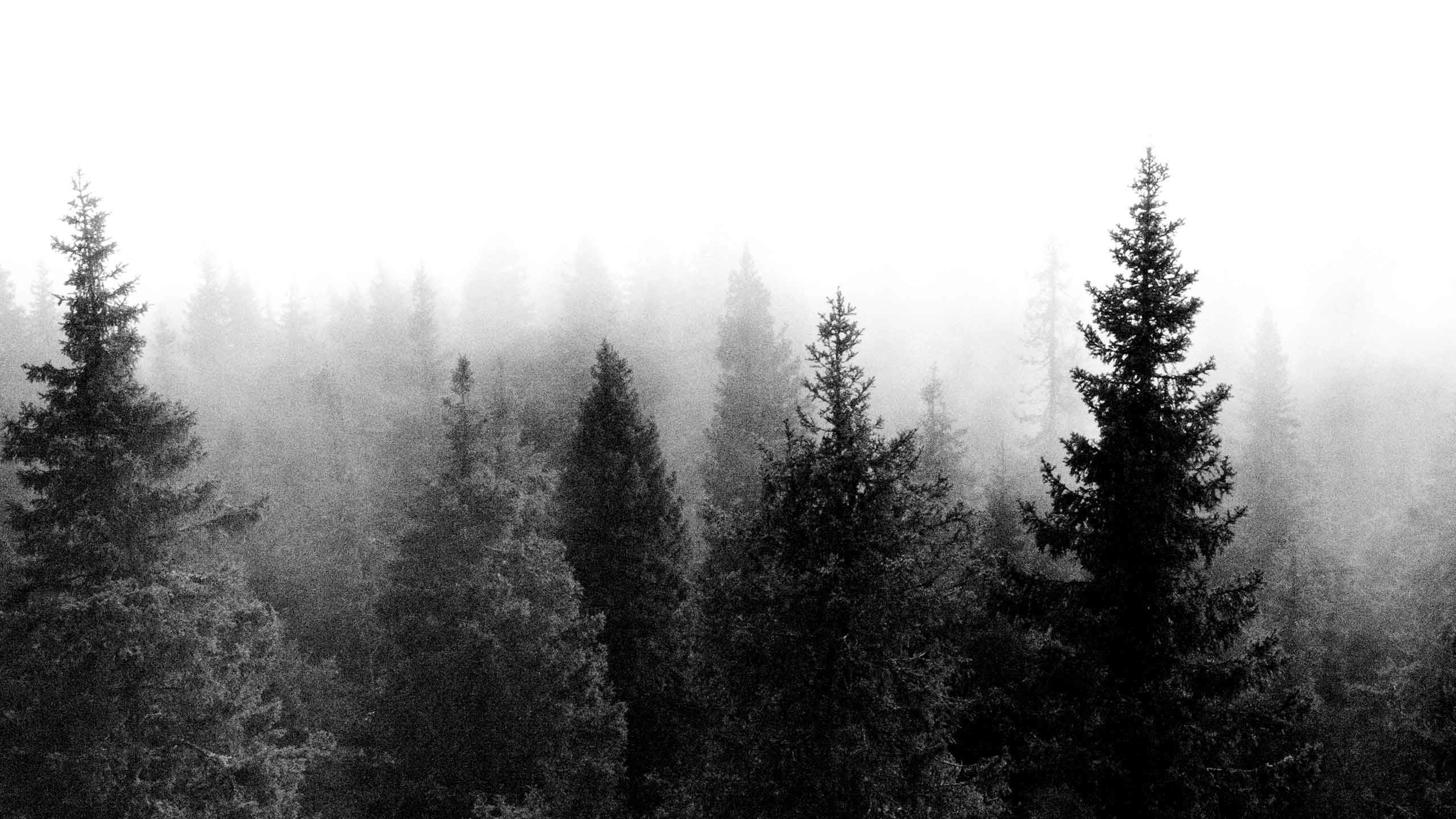 Black And White Forest Wallpapers