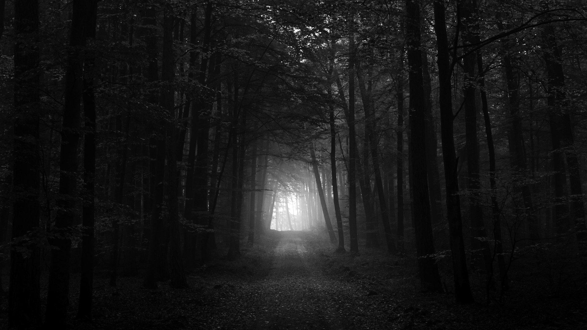 Black And White Forest Wallpapers