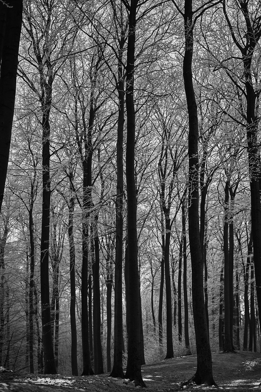 Black And White Forest Wallpapers