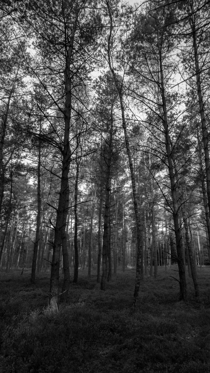 Black And White Forest Wallpapers