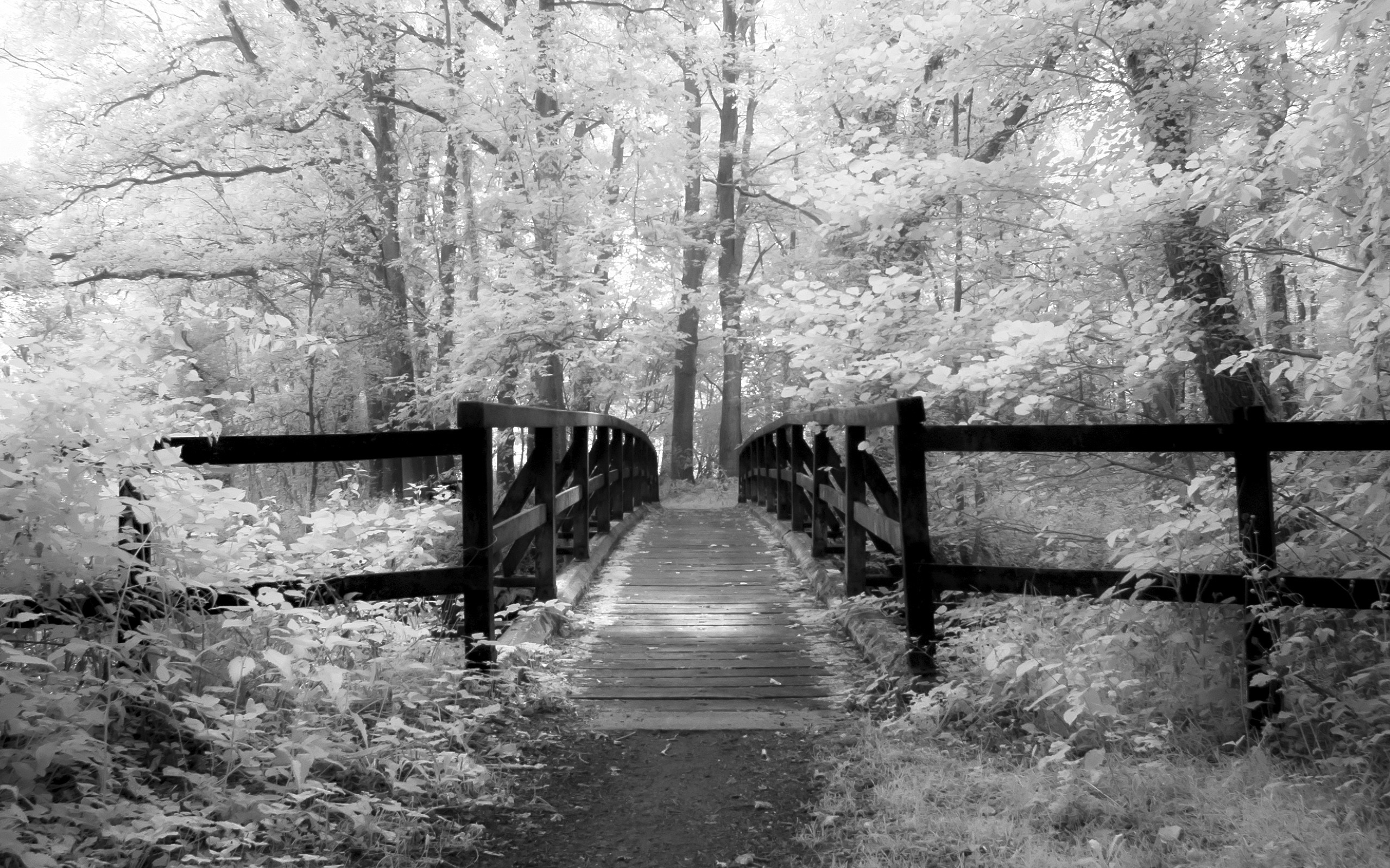 Black And White Forest Wallpapers