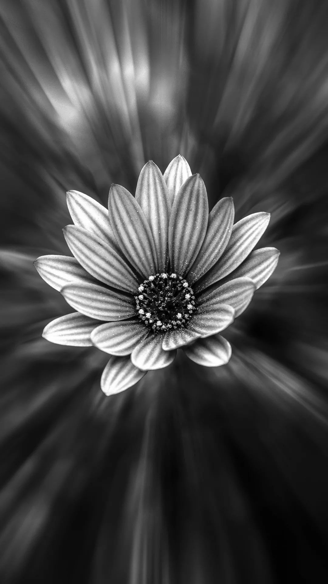 Black And White Hd Wallpapers