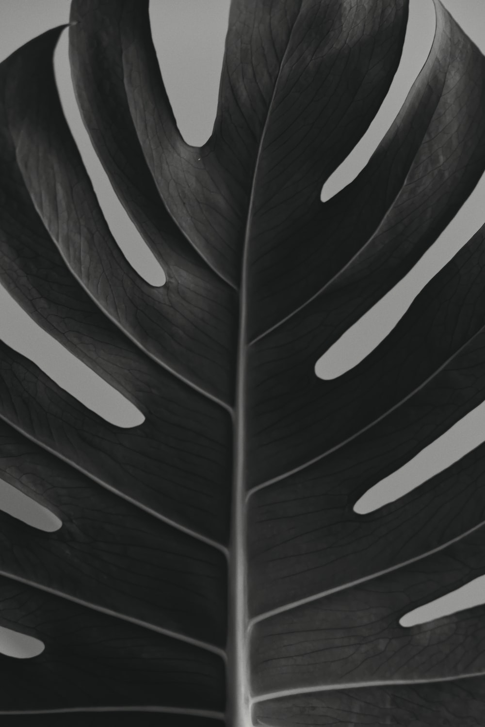 Black And White Leaf Wallpapers