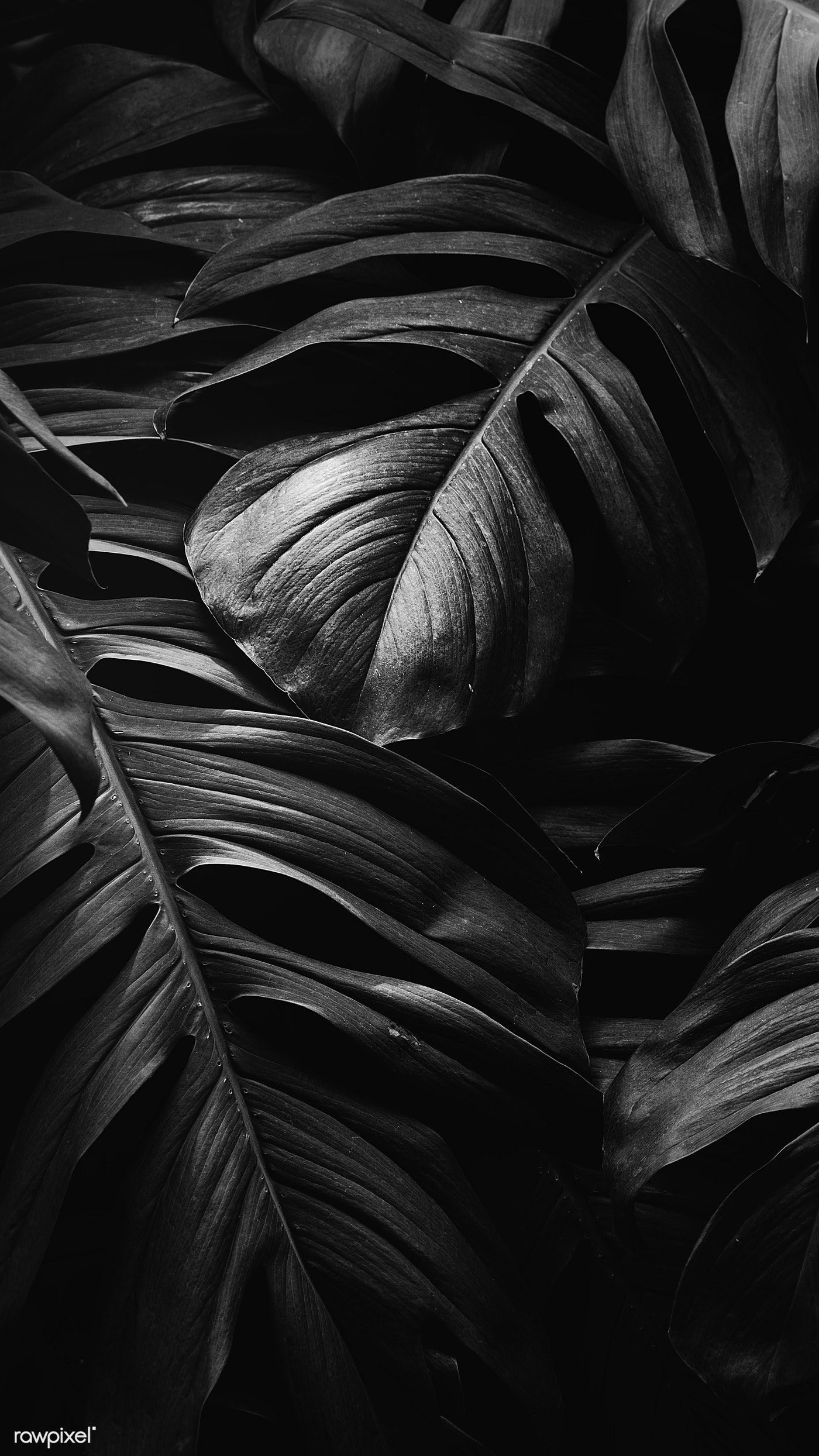 Black And White Leaf Wallpapers