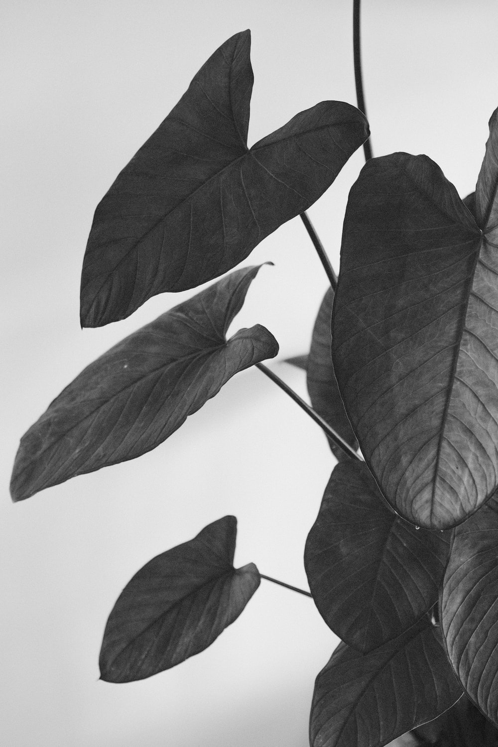 Black And White Leaf Wallpapers