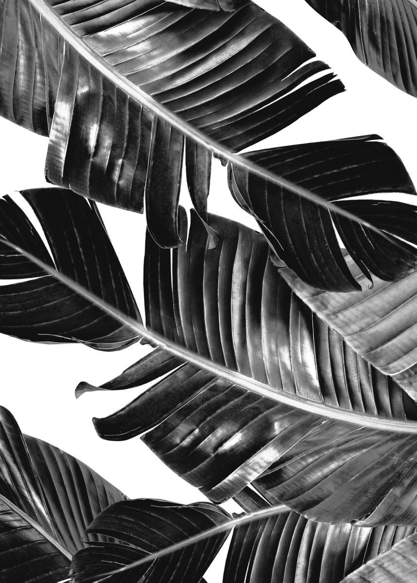 Black And White Leaf Wallpapers