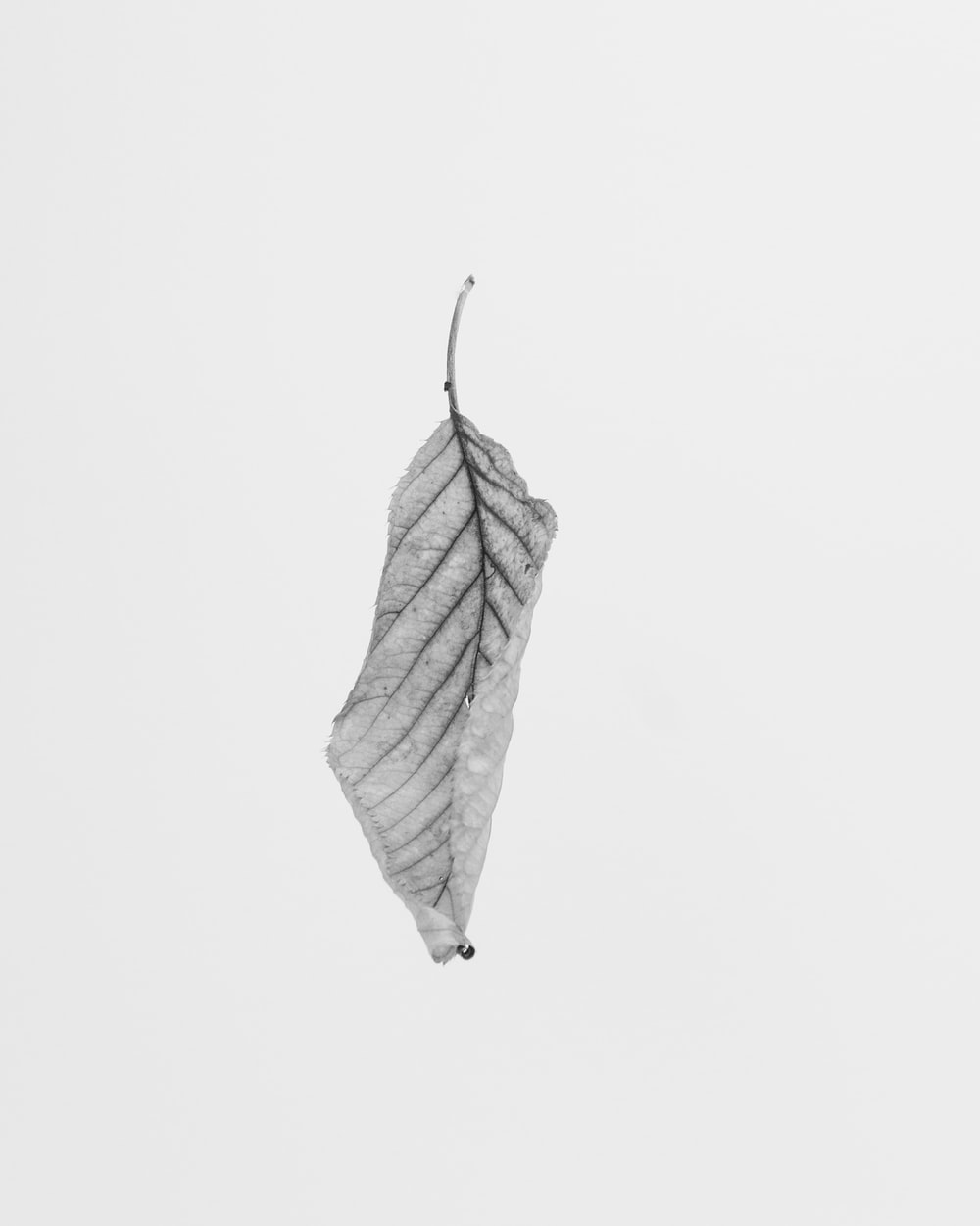 Black And White Leaf Wallpapers