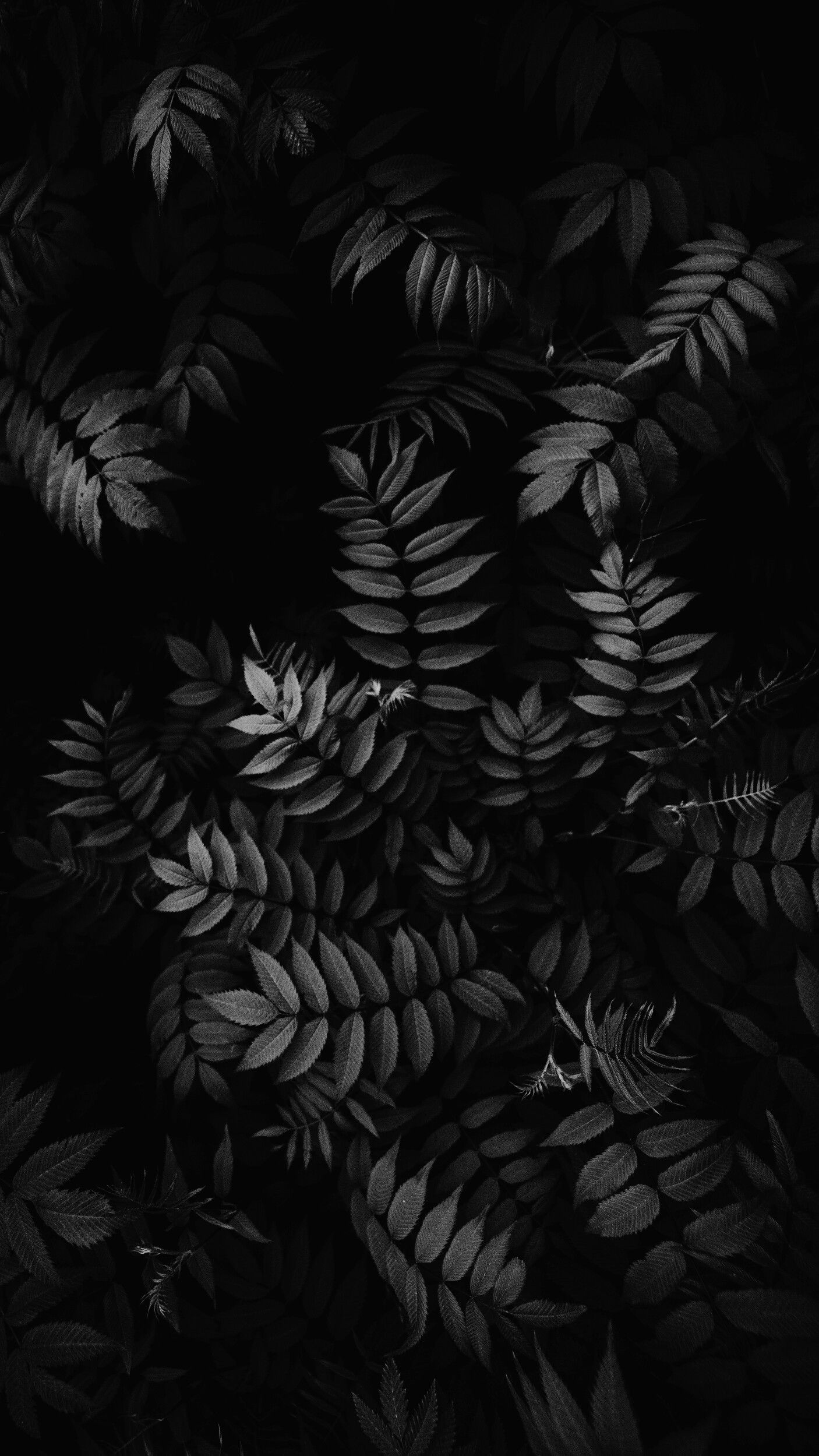 Black And White Leaf Wallpapers