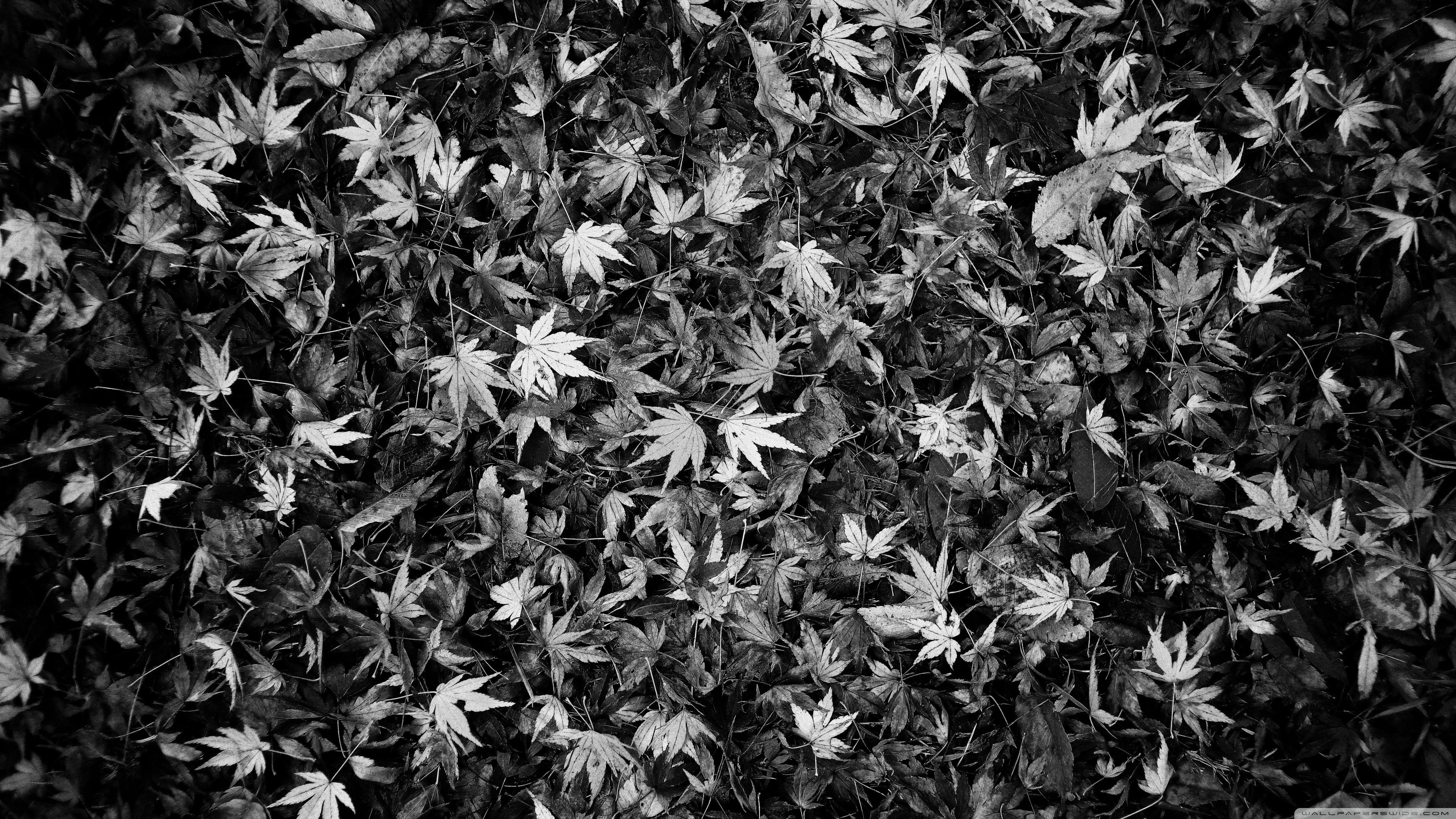 Black And White Leaf Wallpapers