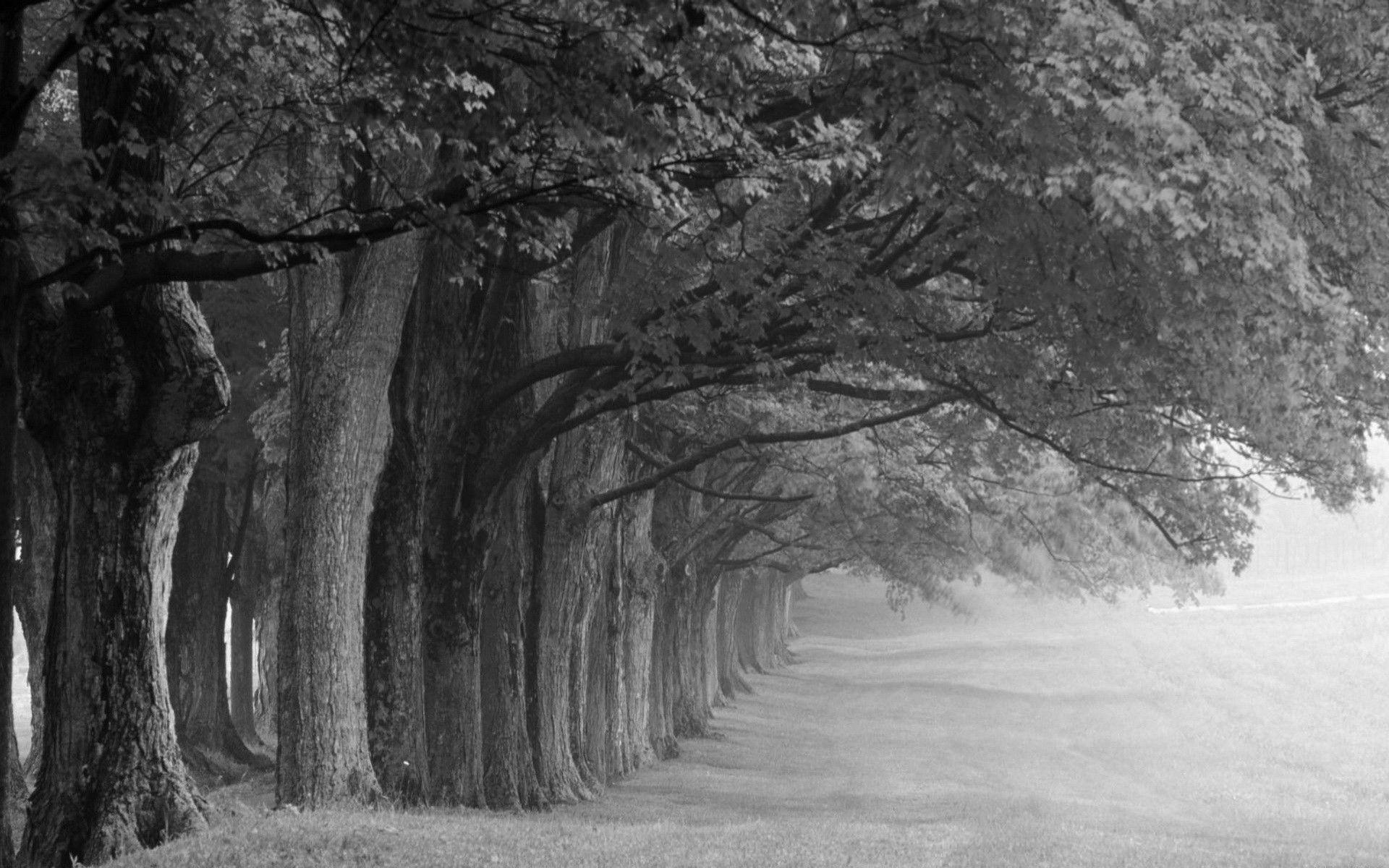 Black And White Nature Backgrounds