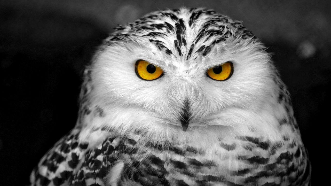 Black And White Owl Pictures Wallpapers