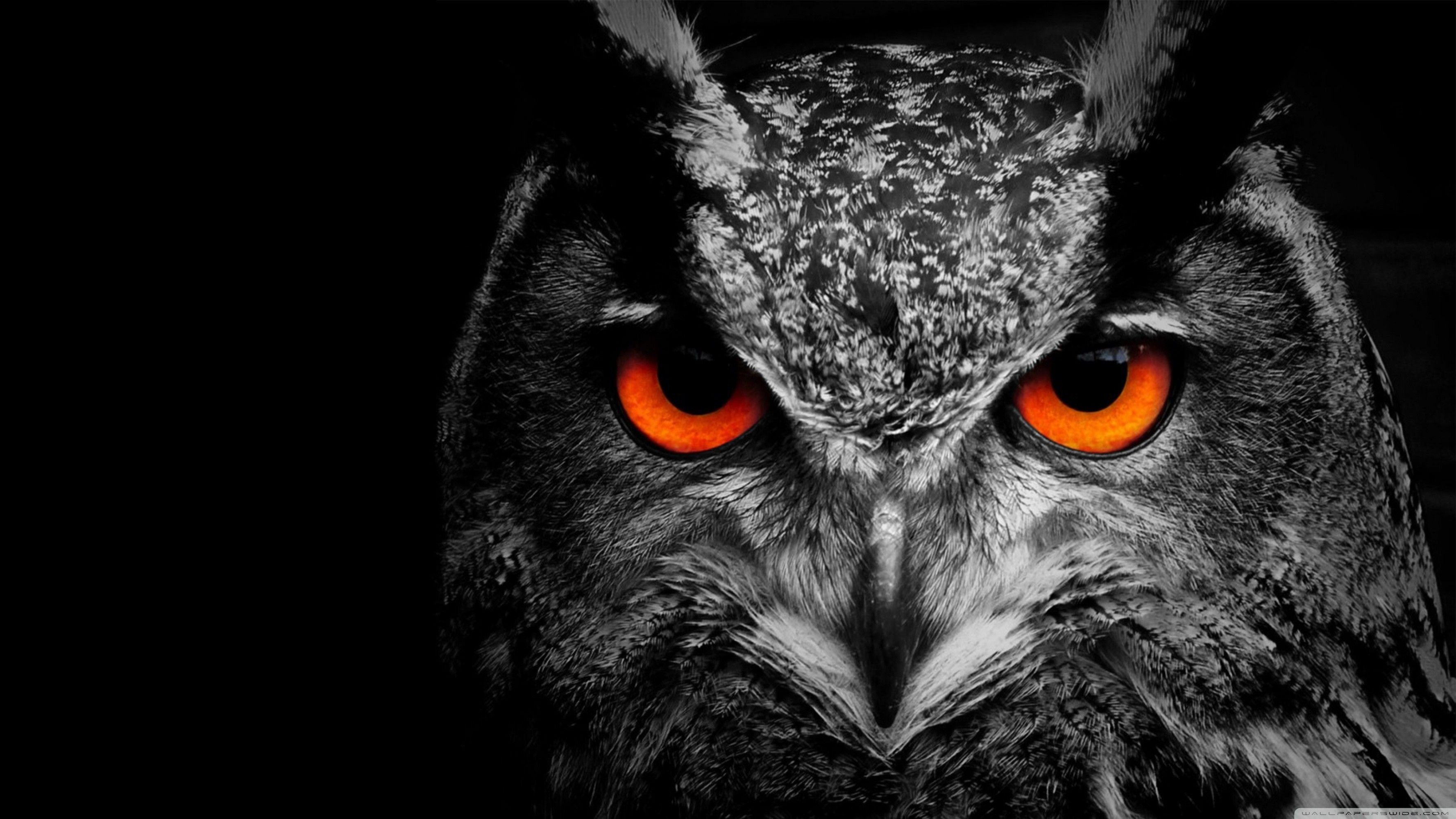 Black And White Owl Pictures Wallpapers