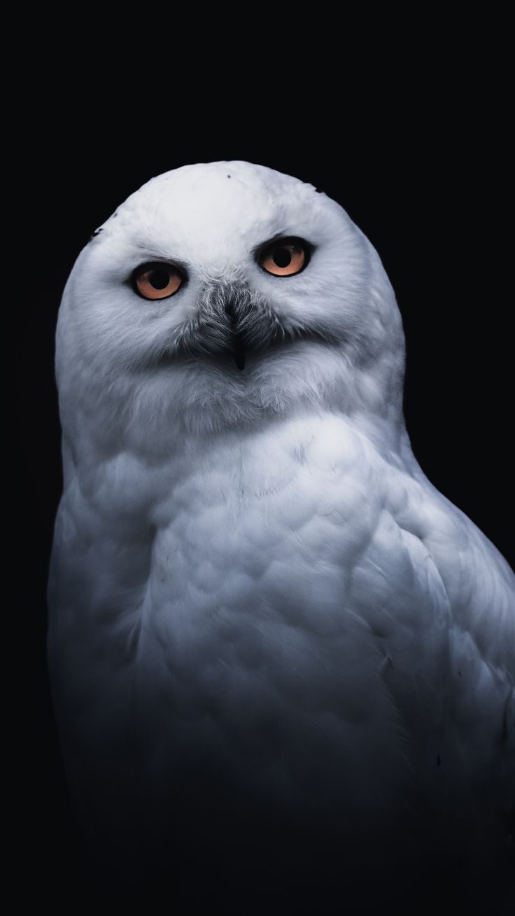 Black And White Owl Pictures Wallpapers