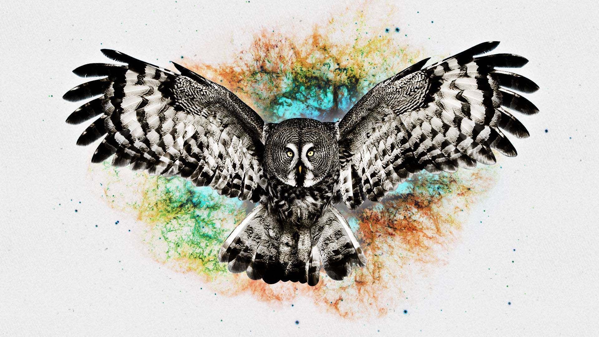 Black And White Owl Pictures Wallpapers