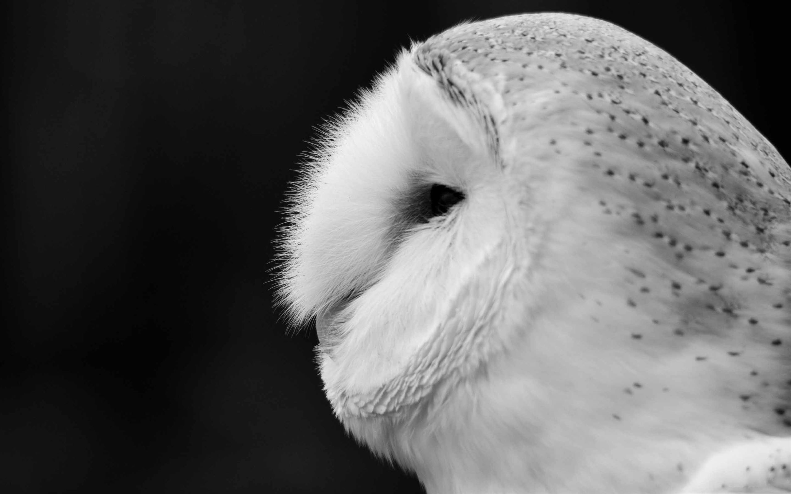 Black And White Owl Pictures Wallpapers