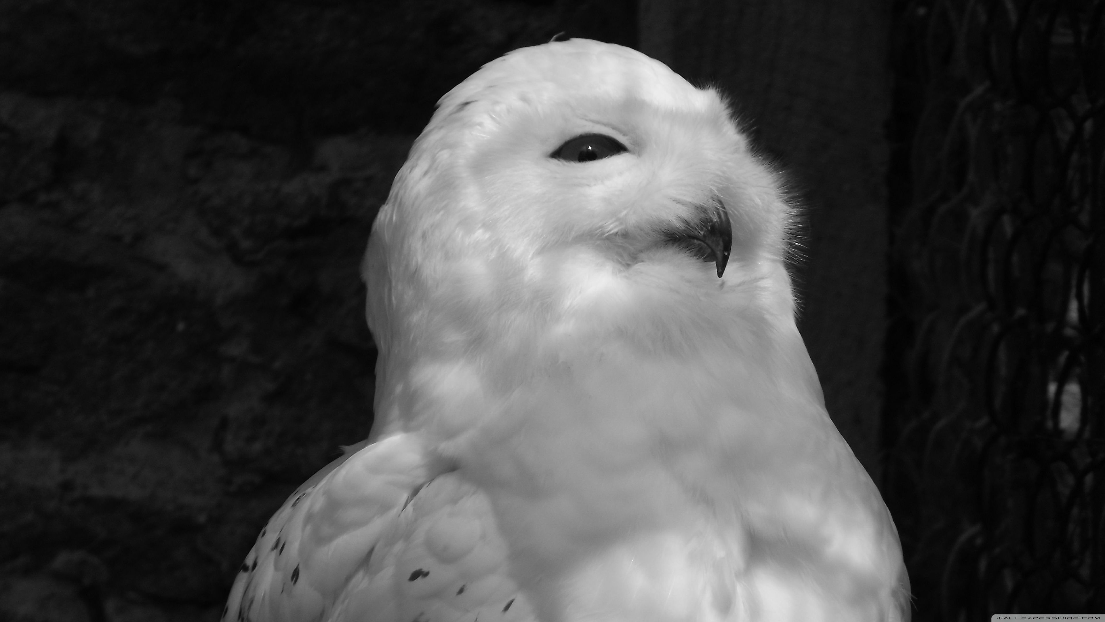 Black And White Owl Pictures Wallpapers