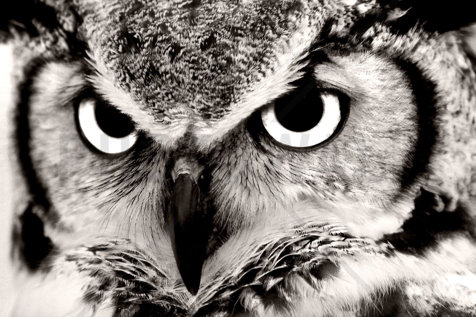 Black And White Owl Pictures Wallpapers