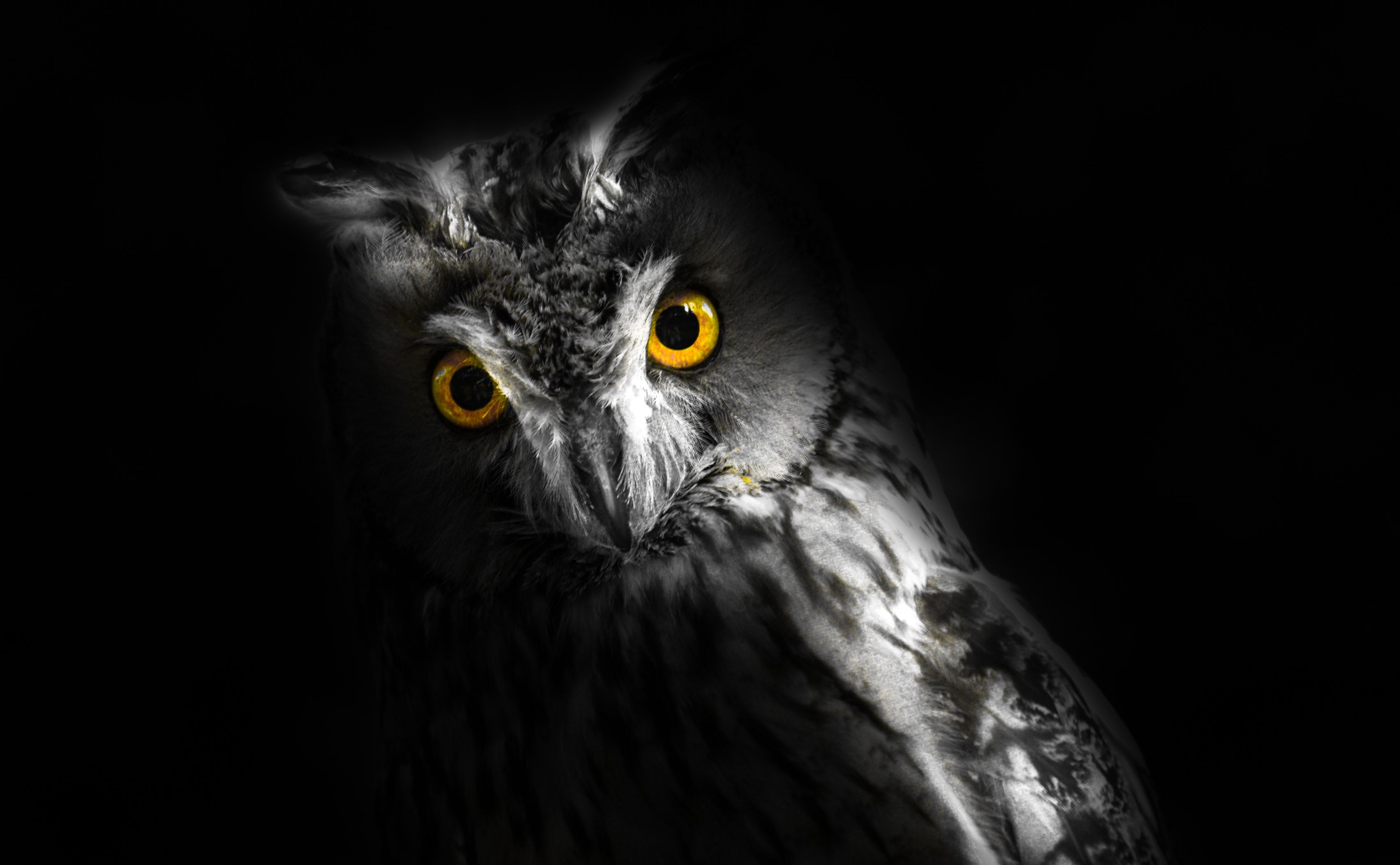 Black And White Owl Pictures Wallpapers