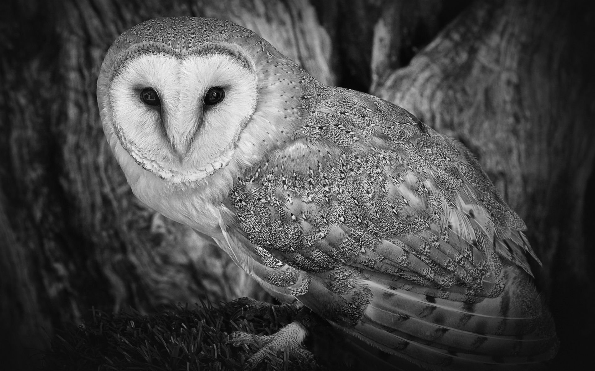 Black And White Owl Pictures Wallpapers