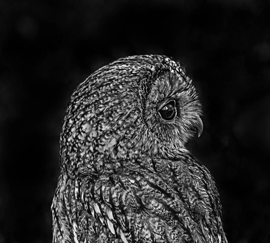 Black And White Owl Pictures Wallpapers