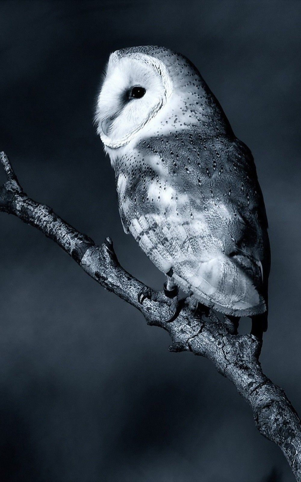 Black And White Owl Pictures Wallpapers