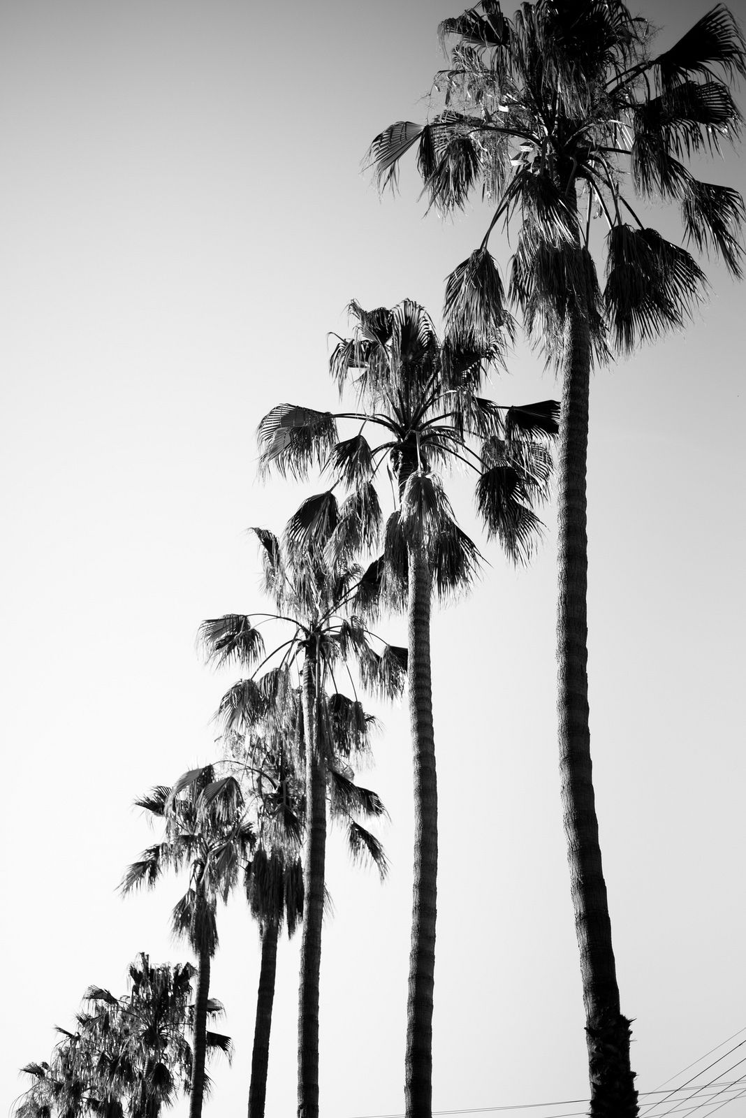 Black And White Palm Tree Wallpapers