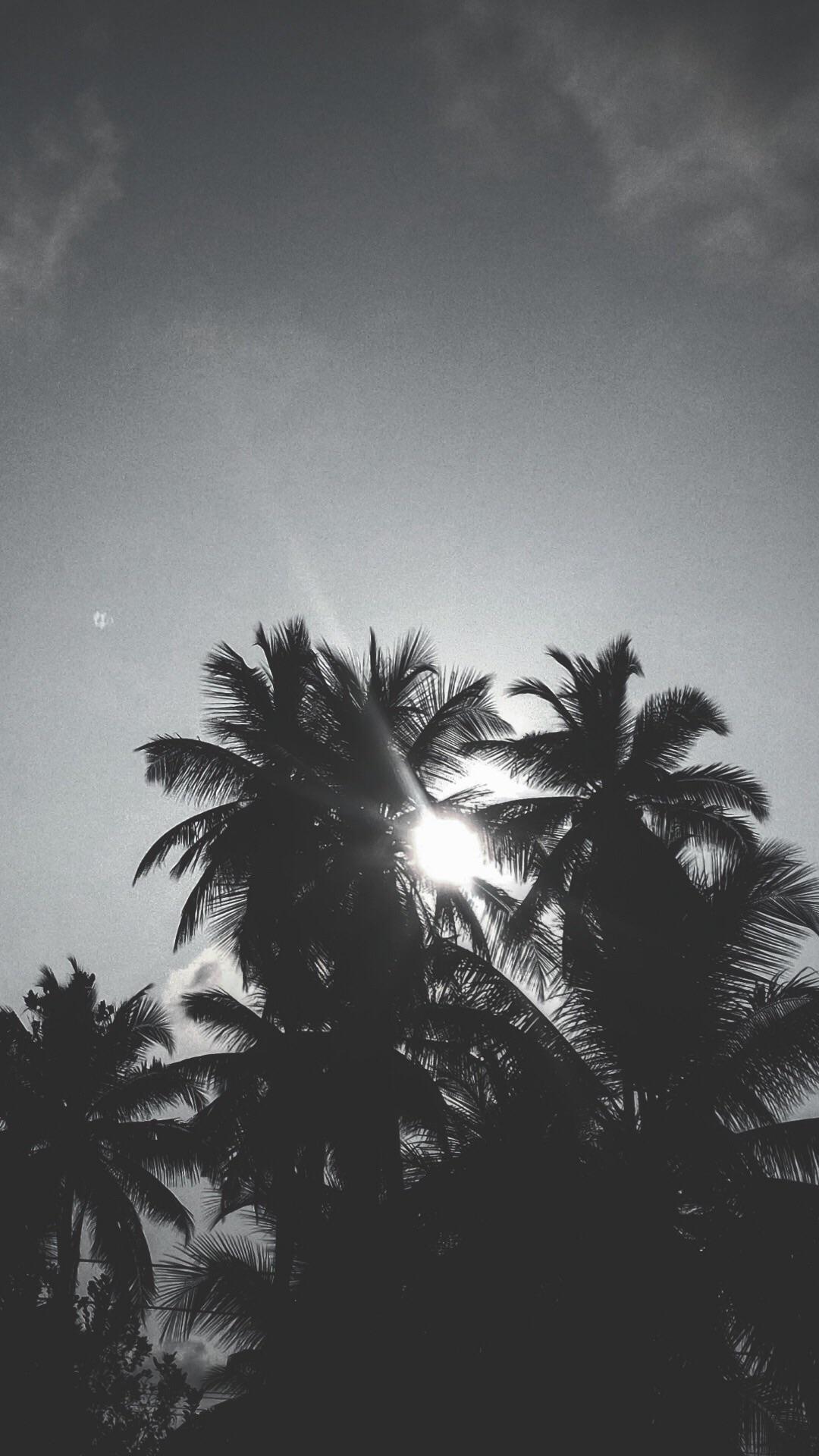 Black And White Palm Tree Wallpapers