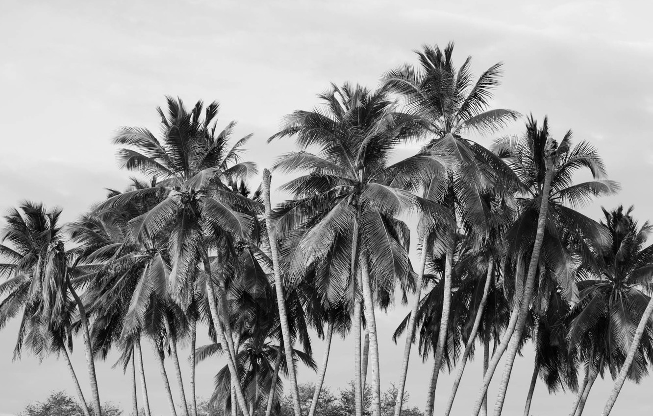 Black And White Palm Tree Wallpapers