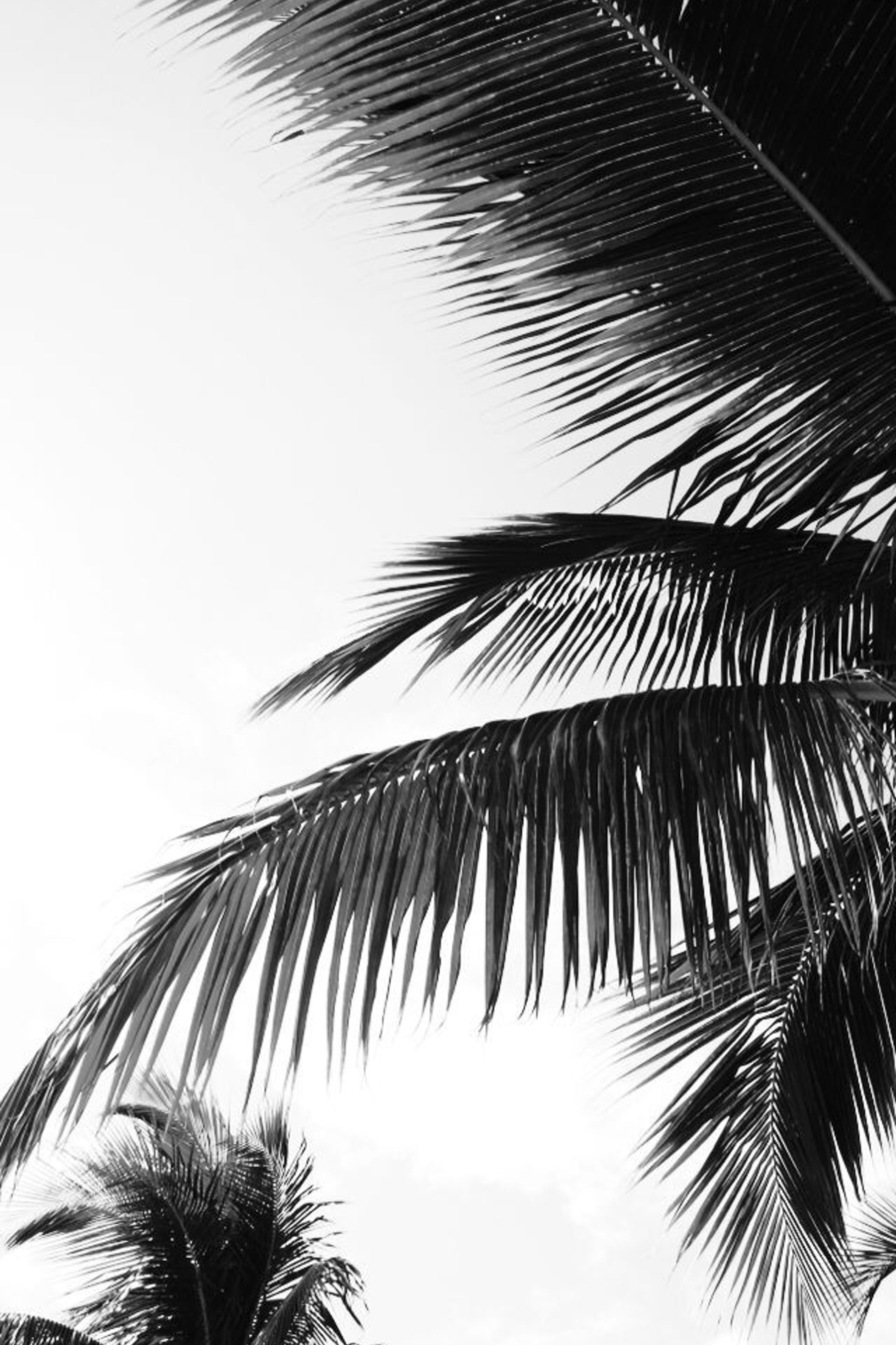 Black And White Palm Tree Wallpapers